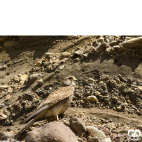 گونه دلیجه Common Kestrel